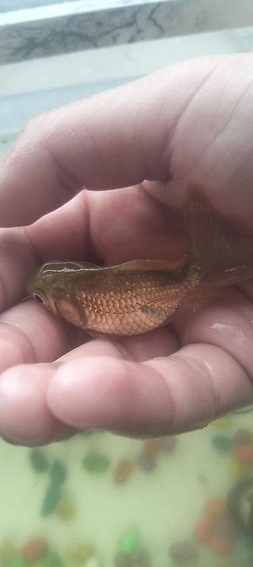 qızıl balıq satışı: Qızıl balıq, Sülhsevər — 2