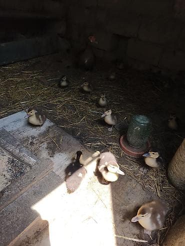 alabay satilir: Ördək ailəsi satılır. Karicnivi Erkey,karicnivi dişi,bir yerli dişi və — 7