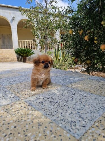 Pekines, 2 ay, Dişi, Peyvəndli, Ünvandan götürmə