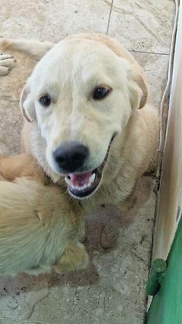 heyvan evləri: Retriever — 1