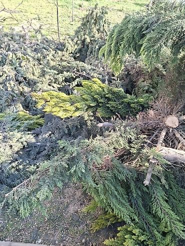 пищевой бак пластиковый 300 литров: Məhsul: Kəsilmiş ağac gövdələri və budaqları Təsvir: - Böyük — 8