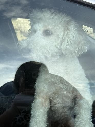 ev heyvanları it: Pudel, 1 ay, Dişi, Peyvəndli, Pulsuz çatdırılma — 1