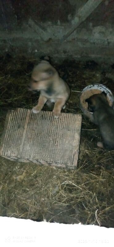 lal ordek satilir: Peyvəndli — 7