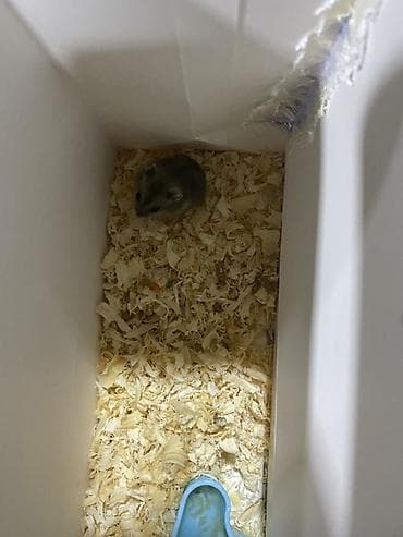 cüce: Cırtdan xomyak (cücə boyda), boz-qəhvəyi rəng çalarları ilə. Boz — 4