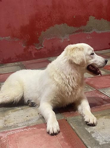 ən yaxşı it adları: Labrador-retriver, 7 ay, Erkek, Peyvəndli, Ünvandan götürmə — 2