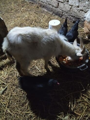 buqelemun satilir: Satılır xəpiş arıqdır — 1