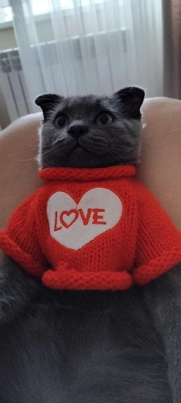 ev pisikleri satışı: Pişik satılır 100-manata. Şotlan pişiyi. oğlandır — 6