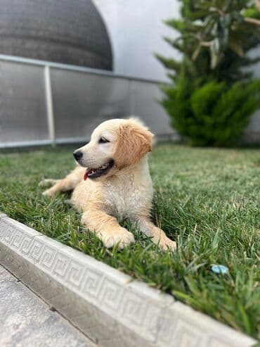 golden retriever qiyməti: Retriever, 2 ay, Erkek — 4