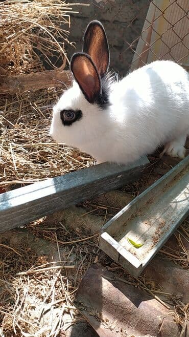 xacmaz heyvan bazari: Temiz karlik diwidir erkeyi oladigna gore satiram — 2