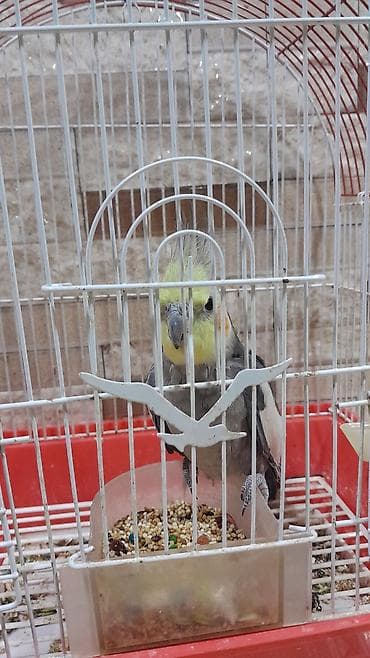 tutuquşlar: Nimfa (Cockatiel) dekorativ tutuquşu – qəfəs və aksesuarlarla - Növ — 4