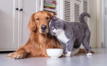 tutu quşu: Baytar hakim.Ev heyvanlari(it,pisik,quslar) — 1