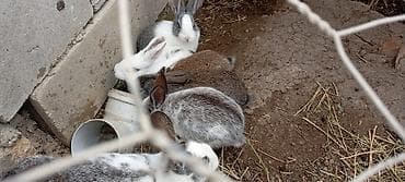 Digər heyvanlar: Dekorativ dovşan balaları - Rənglər: ağ, boz-ağ qarışıq, tünd-boz və — 1