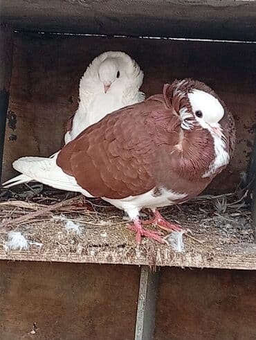 Aş qazanı: Salam Yakabinler tecli satlir raynda diye baxa bilmirem ucuz verem — 2
