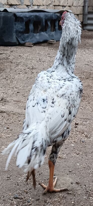 heyratı cucələri: Xoruz, Heyratı, il: 1, Ünvandan götürmə — 2