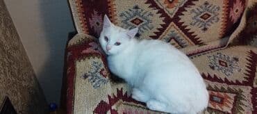 maraqli pişik adları: Dişi, Yaxşı əllərə, Ünvandan götürmə — 12