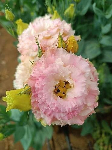 arı gülü: Lisianthus, Eustoma gül toxumları satılır. 7 rəng mövcuddur. Paçkada — 4
