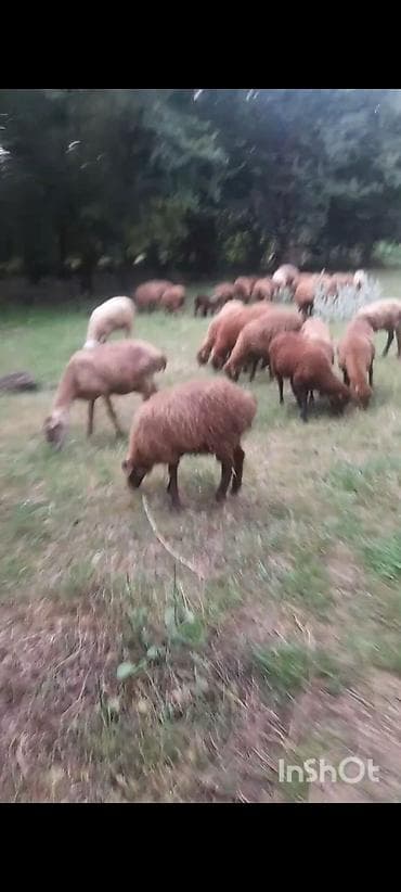Бараны, овцы: Qoyun sürüsü satılır - Növ: Yerli cins, əsasən qəhvəyi və açıq rəngli — 1