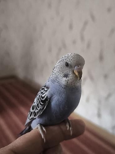 tutuquşlar: Məhsul: Dalmatin naxışlı, mavi çalarları olan dalğalı tutuquşu — 5