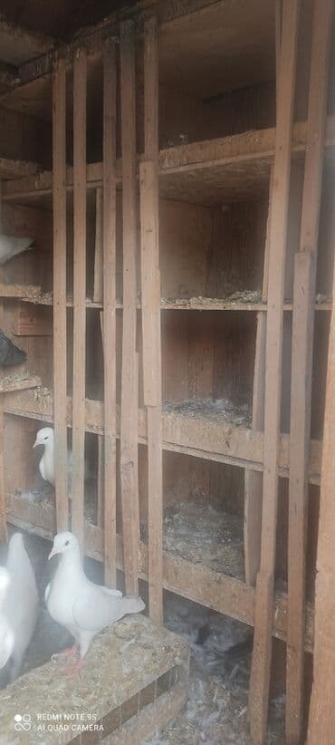 it yuvasi satilir: Quşxana Satlır — 4