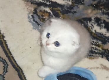 Quşlar: Şinşilla, Dişi — 3