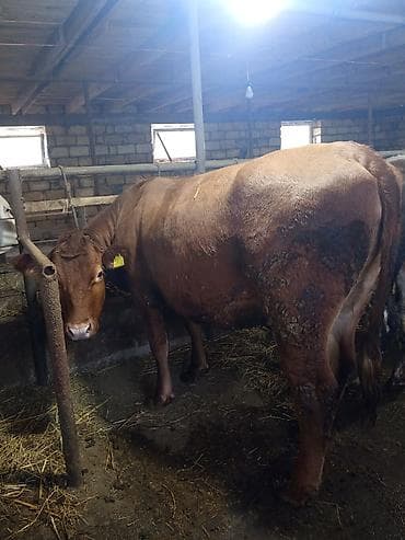 inek satan: Qırmızı rəngli anqus düyə 1yaş 6 aylığ– südlük və ətlik istiqamətli - — 1