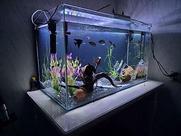 akvarium bitkiləri: Dördbucaq akvarium, Balıqlarla birlikdə, 300 l, Pulsuz çatdırılma — 4