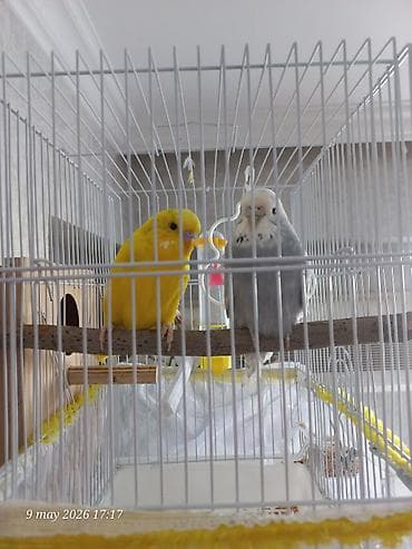heyvanlar quşlar: TƏCİLİ SATILIR. Biri erkək biri dişidi hələ balası olmayıb təxmini — 3