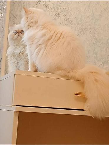 Fars, Erkək, Cütləşmə üçün