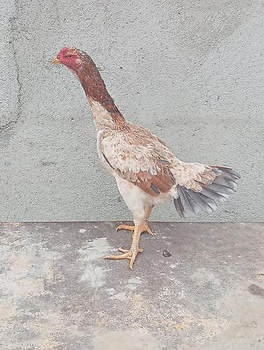 Pişiklər: Salam Şamo fəre satılir hal hazırda yumurtayir.tam saglam — 1