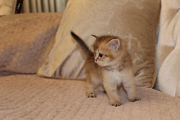 britan pişikləri: Britan — 1