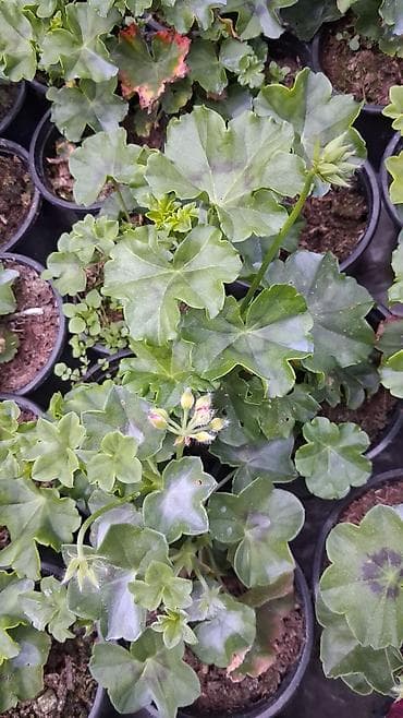 limon qabi: Məhsul: Saksıda sardunya (Pelargonium) – müxtəlif rənglərdə [TƏK — 5