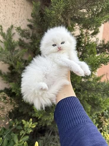 pışık: Şinşilla — 10