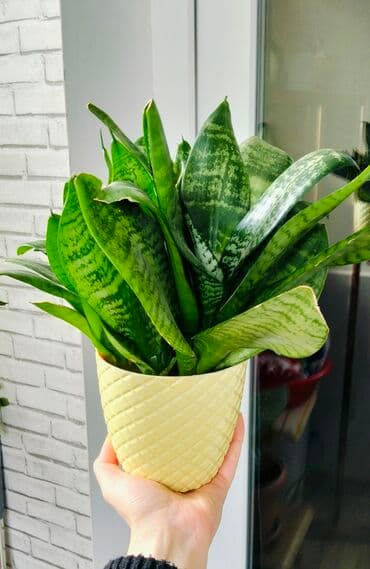 sirga gulu sekilleri: Sansevieriya — 2