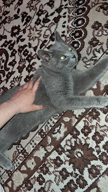 pişik oyuncaq: Rus mavi — 1