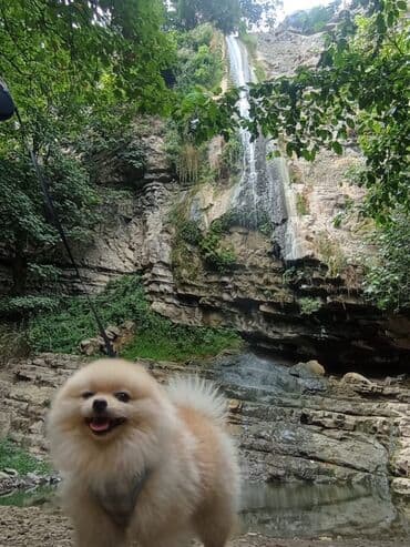 cütleşdirilir: Шпиц, 2 года, Самец, Для вязки, Бесплатная доставка, Доставка в районы — 5