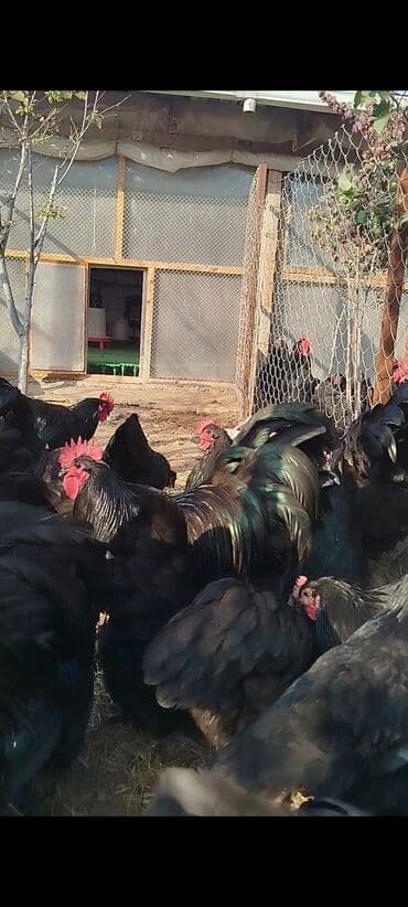 cuce dami: Alman cinsi australorp cücə və yumurta sifarişi qəbul olunur. bütün — 12