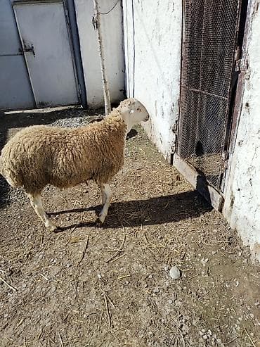 Другие животные: Təmiz qan tatalılar sortu toxumluq erkəy tam saqlam heyvandı — 2