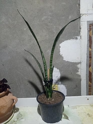 konfet qabl: Sansevieria (Qaynanadili) – qapalı məkan üçün dekorativ otaq bitkisi — 1