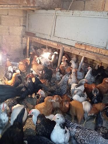 Inəklər, öküzlər: Toyuq cücələri, Ətlik — 4