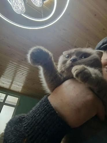 pisiyler: Şotland — 4