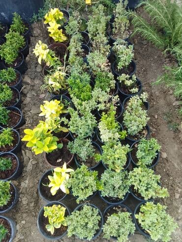 helba bitkisi faydaları: Həmişə yaşıl — 12