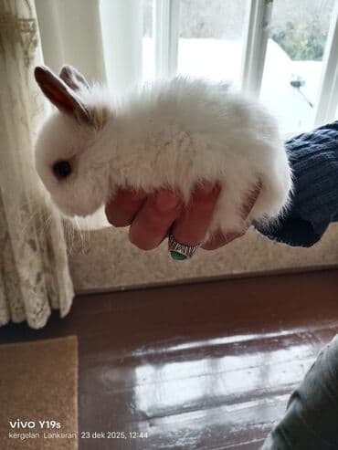 mal yemi: Salam anqor dekerativ aslanbaş karlik balalari evdə saxlanan dovşan — 9