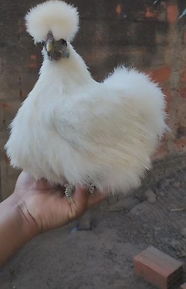 cins toyuq: Toyuq, Damazlıq — 1