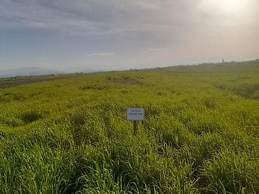 sabuncu rayonunda evler: Kənd təsərrüfatı — 6