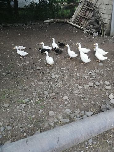 Ag ordeklerden böyükləri satılır real alıcıya endirim olar gəlib baxa