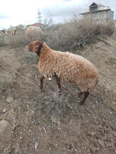 Коровы, быки: Salam 2 illik erkekdi.6 aydl almlsam.super damazdlqdl men almlşdlm ki — 9