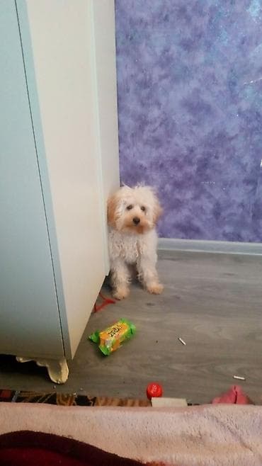 volkodav itleri: Yumşaq tüklü, kiçik ölçülü ev iti. Açıq krem–ağ rəng palitrası — 2