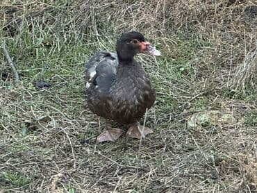 yuxuda ördek balası görmek: Muscovy (hind) ördəkləri – yerli təsərrüfat üçün. - Cins: Muscovy — 1