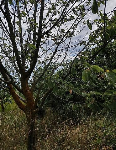heyet evlerinde bulaq: 150 sot, Kənd təsərrüfatı, Barter mümkündür, Kupça (Çıxarış) — 6