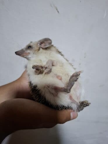 большая клетка для грызунов: Afrika pigmey kirpisi - Növ: Ev üçün uyğun, kiçik ölçülü Afrika — 2